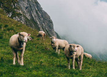 Die Vorteile von Merinowolle beim Wandern Die Vorteile von Merinowolle beim Wandern